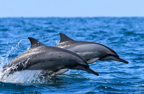 海里的动物有哪些呢?