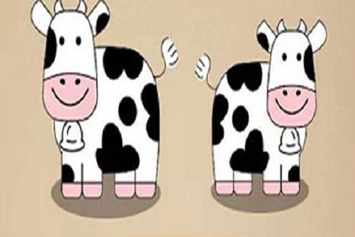 一头公牛加一头母牛，猜三个字（提示：两头牛），