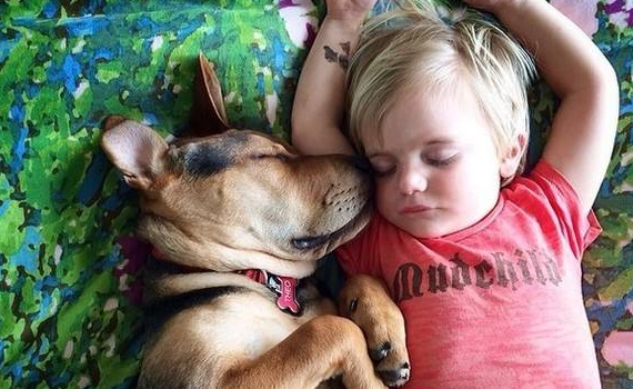 狗狗很依赖主人的表现有哪些?