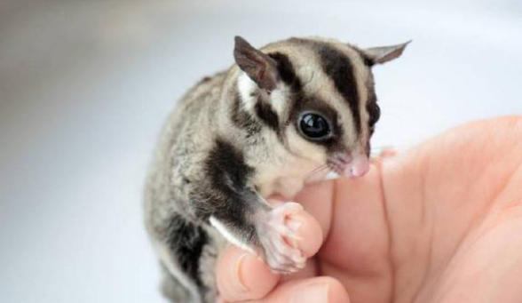 老鼠为什么会飞呢??