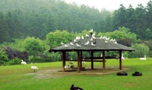 后花园张曼源是什么梗？