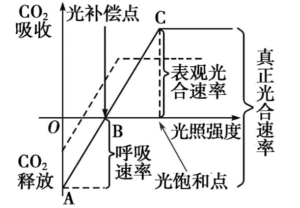 净光合速率的三种表示方法是什么？