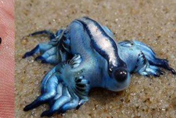 100种稀奇古怪的动物有什么？