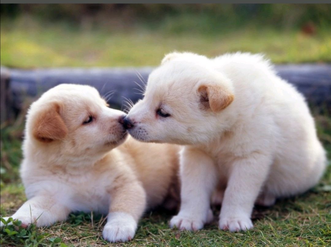 狗一般最多能活多少年？