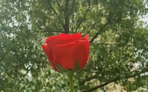 杭州退伍大学生自费准备上百朵应急玫瑰,他们做这一举动的初衷是什么?