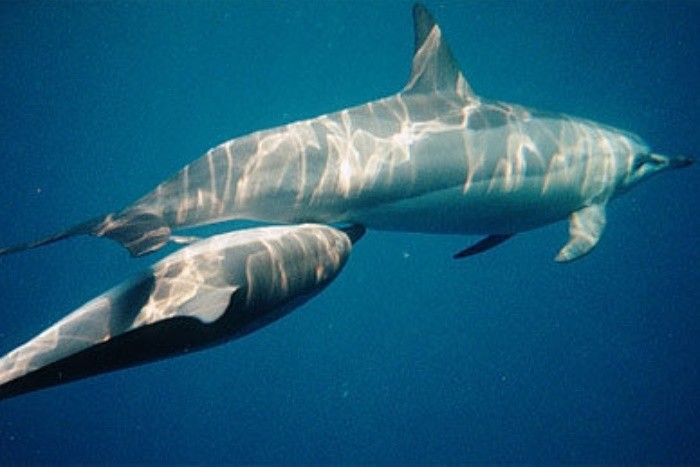 在海里生活的鲸鱼，是怎么给鲸鱼宝宝养大的？