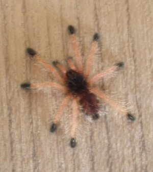 圭亚那粉趾的介绍