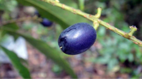 为什么在自然水果界很少看见蓝色的水果?