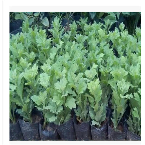 如何选购菊花种苗？