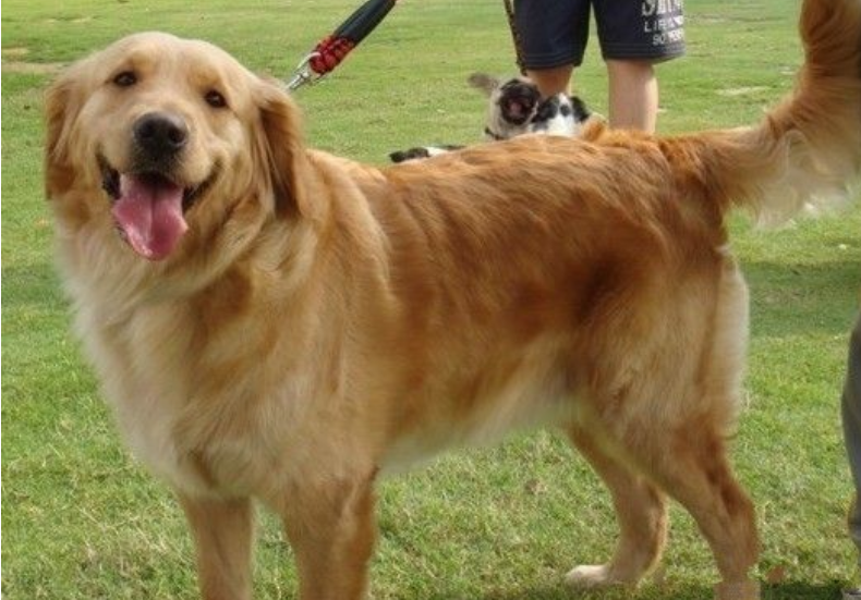 金毛犬吃什么长的毛长毛漂亮?