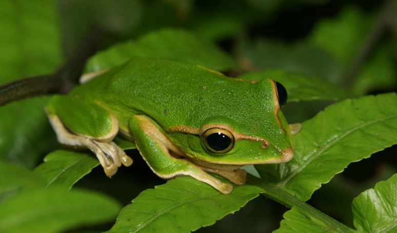 青蛙的作用是什么