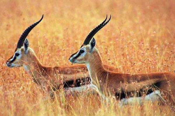 怎样保护藏羚羊？