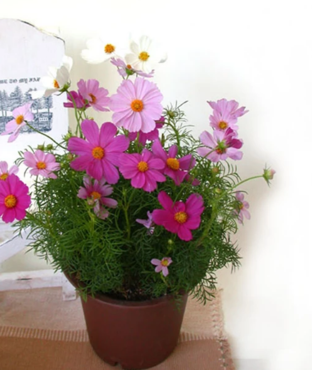 波斯菊怎么种植？