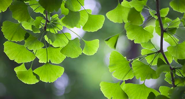 银杏树的树叶像什么？