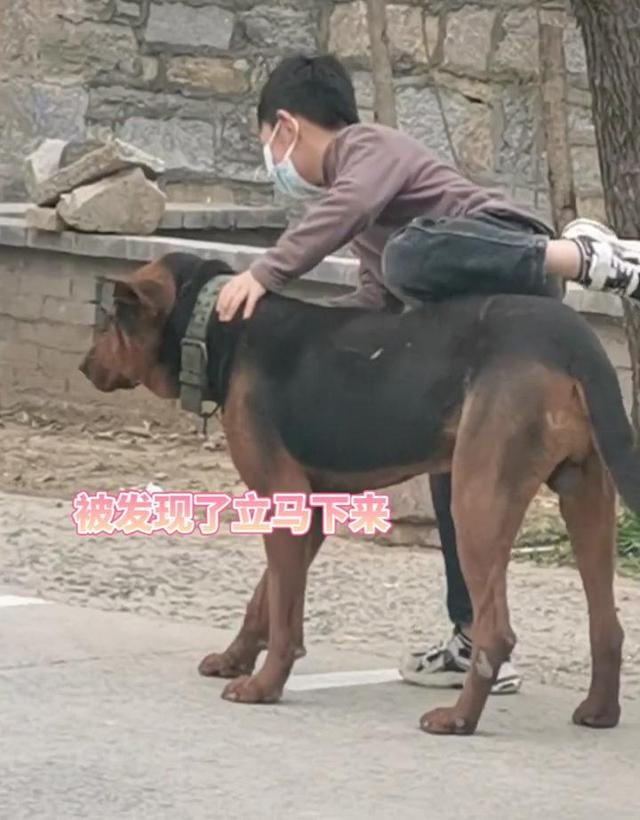 河南一男孩坐在狗狗身上排队做核酸,宠物是否也有被感染的风险?