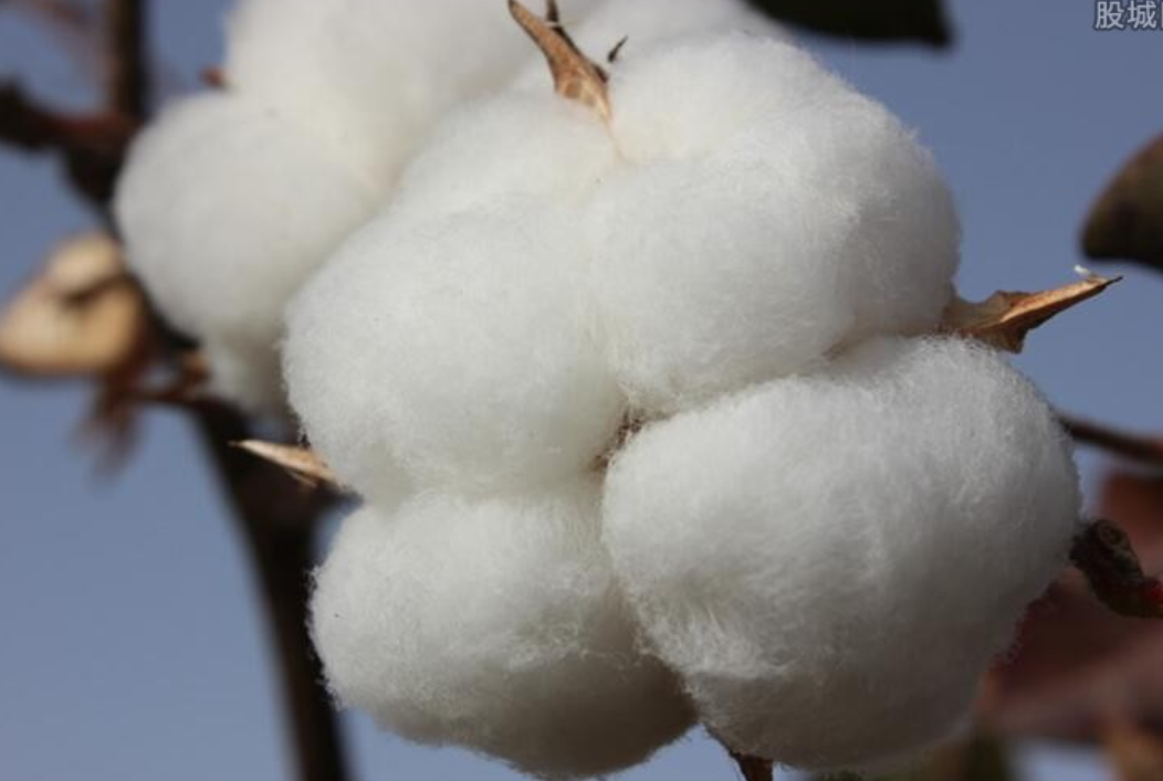 bci棉是什么意思?