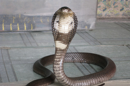 眼镜蛇在眼镜发明出来之前叫什么蛇?