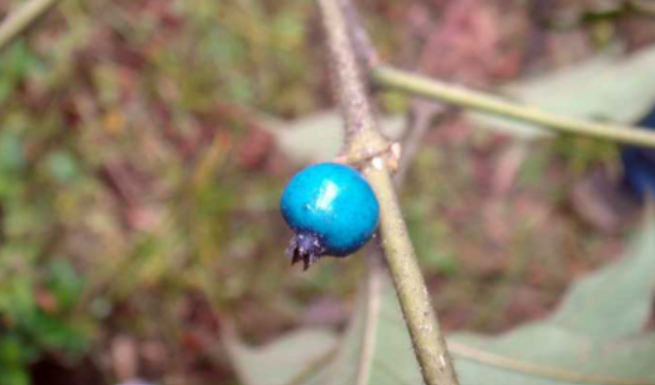 为什么在自然水果界很少看见蓝色的水果?