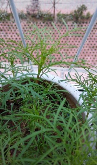 波斯菊怎么种植？