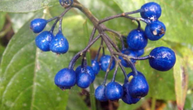 为什么在自然水果界很少看见蓝色的水果？