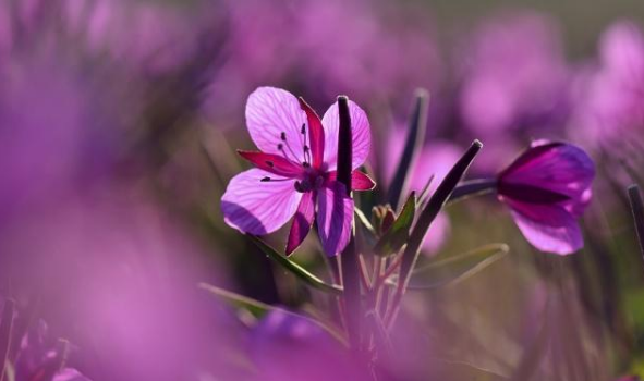 为什么说雨一来,他们就放假了