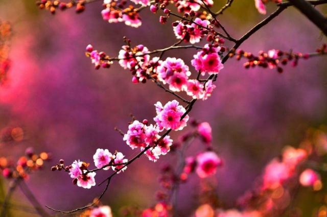 1～12月各开什么花？