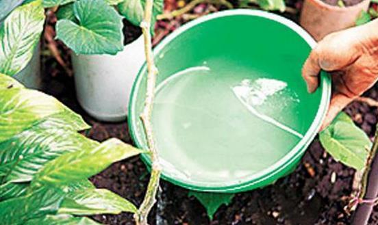 如何提取丝瓜水?