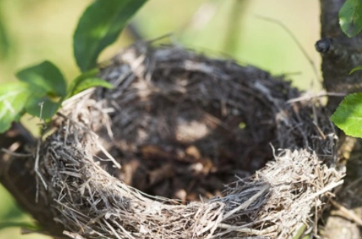 鸟巢上空是露天的吗?
