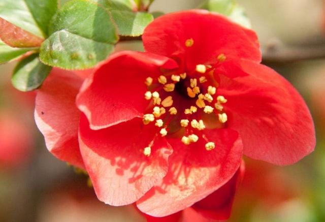 1～12月各开什么花？