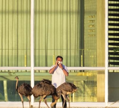 巴西总统在隔离期是如何被鸵鸟咬伤的?