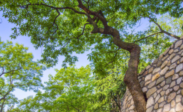 麻利树是什么树?