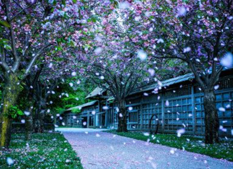 花开到荼蘼的意思是什么?