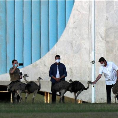 巴西总统在隔离期是如何被鸵鸟咬伤的?