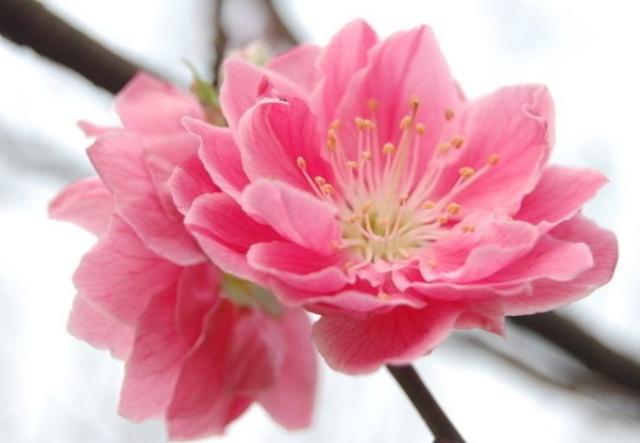 1～12月各开什么花？