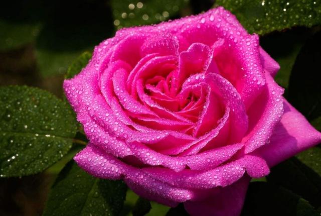 1～12月各开什么花？