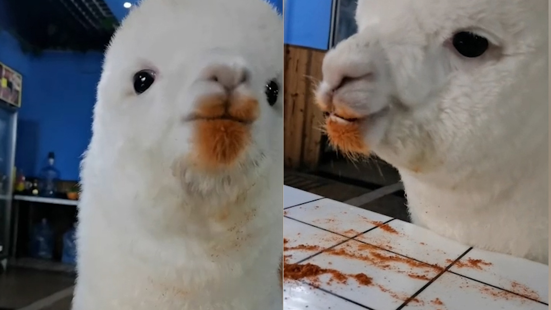 重庆女孩儿养羊驼爱吃辣椒面,为何羊驼会爱吃这种东西?