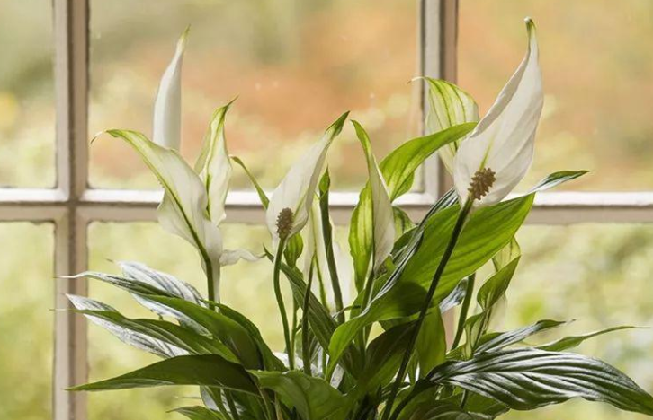 室内适合养的18种植物