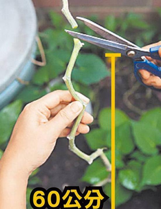 如何提取丝瓜水?