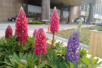 鲁冰花是什么意思？