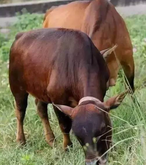 一头公牛加一头母牛,猜三个字?是什么呀?