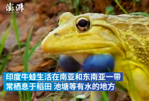 印度水塘出现金色青蛙是怎么回事？
