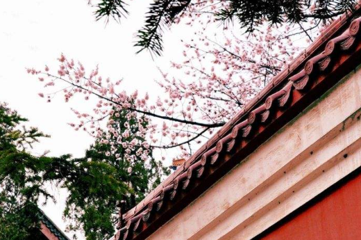 一枝红杏出墙来。上一句是什么?