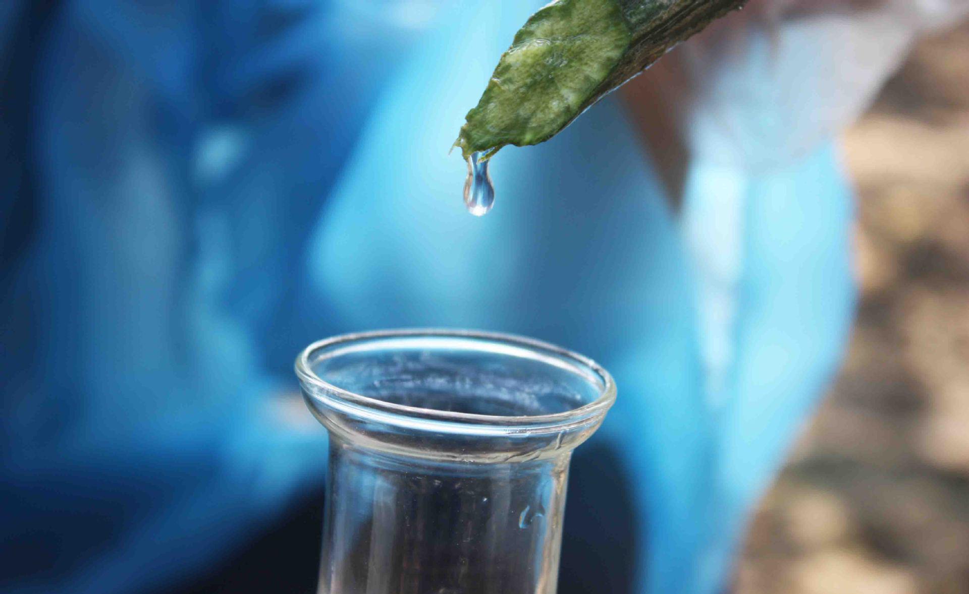 如何提取丝瓜水?