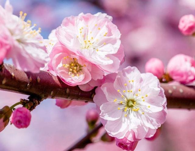 1～12月各开什么花？