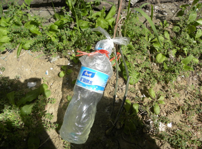 如何提取丝瓜水?