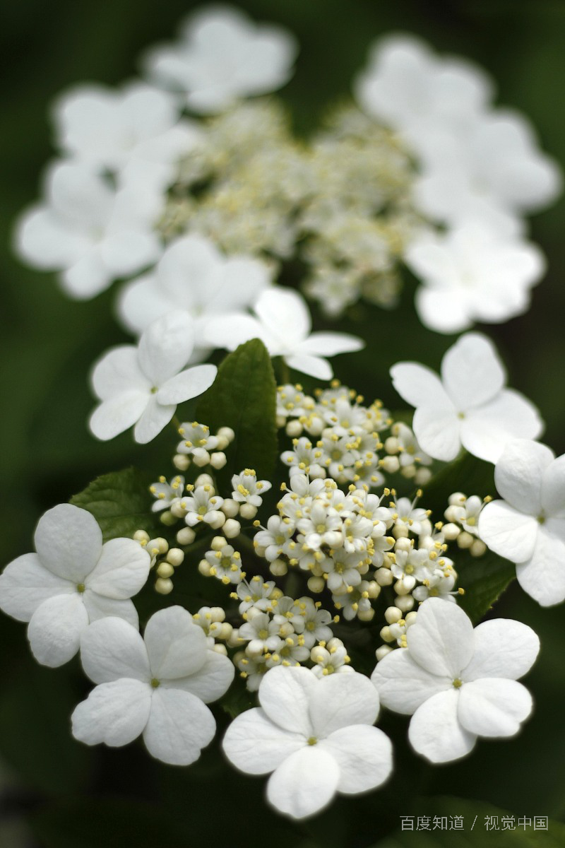 我问女友要不要饼干，然后女友问什么饼干，我该怎么回？