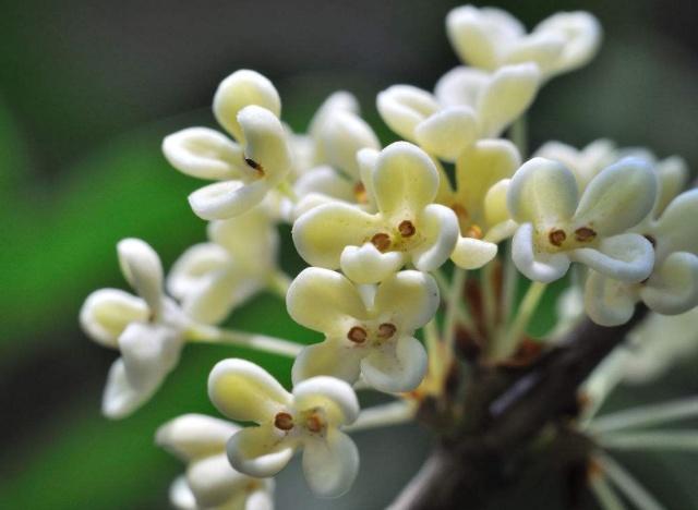 1～12月各开什么花？