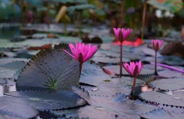 儿童不解春何在,只拣游人多处行。出自哪首诗?越全越好。