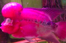 金鱼蒙眼怎么办