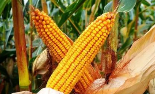 龙育15品种介绍